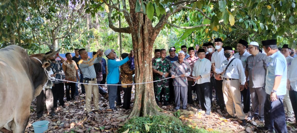 Gubernur Jambi beserta Pj Bupati Bachyuni menyerahkan Sapi Kurban dari Presiden RI